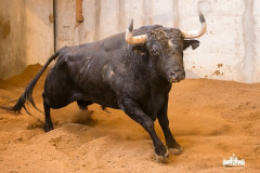 BI  DOS TOIROS PARA ESTA NOITE NO CAMPO PEQUENO